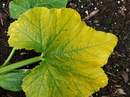 Yellowing Zucchini Leaves