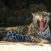 Forrest Davis's photo