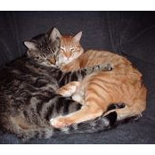 Sharon Panico's photo
