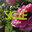 SICLE