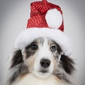 Gina Montagna Oleykowski's photo
