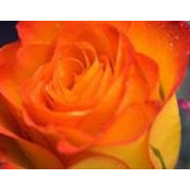 Melini Ramburn's photo