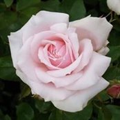 Mildred May's photo