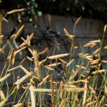 Mesa Garden