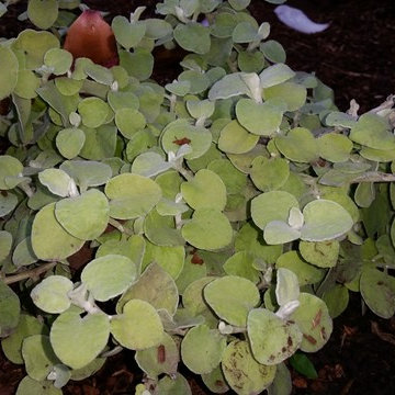 A traditional craftsman home gets a planting make over