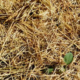 Rhythmic Gardening's profile photo