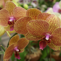 orchids - Products