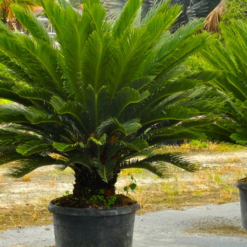 Tropical Accent Plants