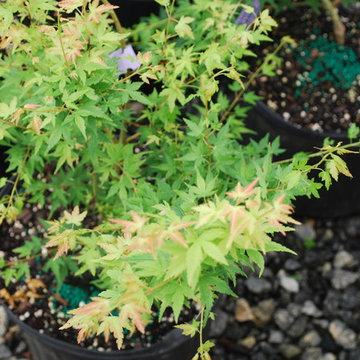 Acer palmatum 'Saiho'