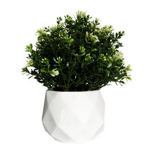 Plants
