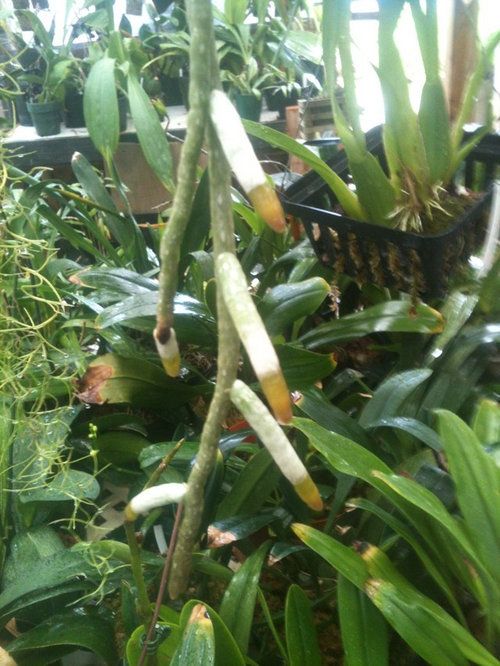 The importance of green root tips. | Houzz Forum