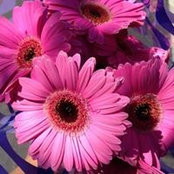 Denisse Lopez's photo