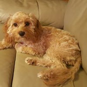 Ashna Kenyon's photo