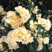 Moira Camilleri's photo