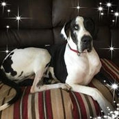 Kristy Mulvania's photo