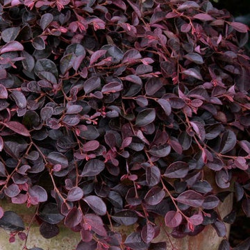 Purple Pixie® Loropetalum Weeping Loropetalum chinense 'Peack' PP#18441