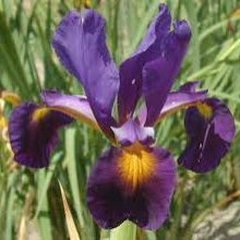 2018 SPU Iris KCIS