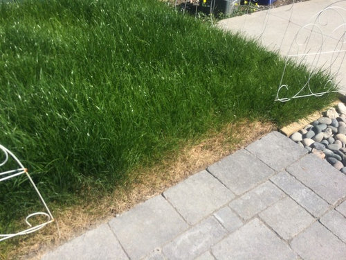 Grass At The Edge Of Pavement Dying