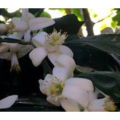 Kiran Kangjam's photo