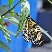 Ginette Pauls foto