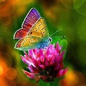Sherry Burris's photo