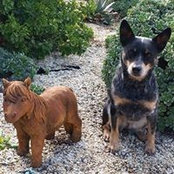 Peta Downie's photo