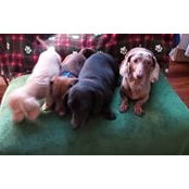 Deborah Miller's photo