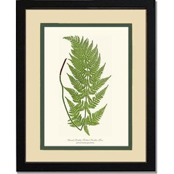 Transitional Prints And Posters Vintage Botanical Fern Art Print, Broad Prickly-Toothed Buckler, Cream and Green