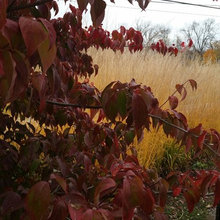 Natural Grass Gardens