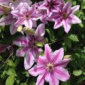 Kathy Ghidossi's photo