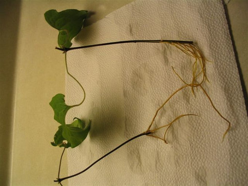 Some More Clematis Cuttings