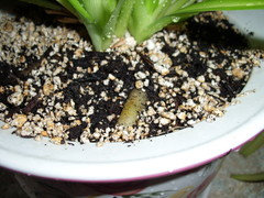 lily plant seeds Seedville 10 White Water Lily Plant Seeds, 9 main image 0
