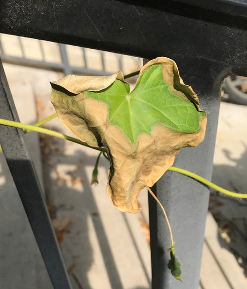 Morning glories dying?