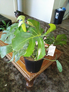 baumwollstoff monstera Kissenhülle aus 100% Baumwolle mit Monstera Blattmuster main image 1