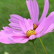 Photo de Anne Tunnessen
