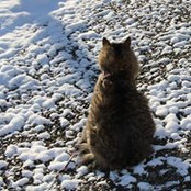 Laura Mikelson's photo