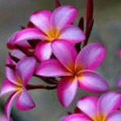 Carol Patenge's photo