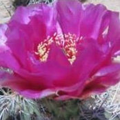 Michelle Snow's photo