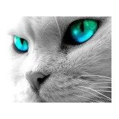 Sylvie Proulx's photo
