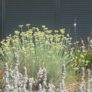 CREATION D'UN MASSIF DE PLANTES VIVACES