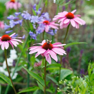 Putney Flowering Front Garden