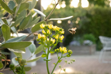 Design ideas for a mid-sized eclectic landscaping in Santa Barbara.