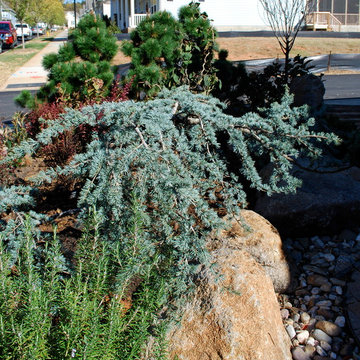 Cedrus atlantica 'Blue Cascade'