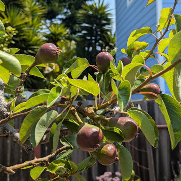 Backyard Production Garden, San Francisco