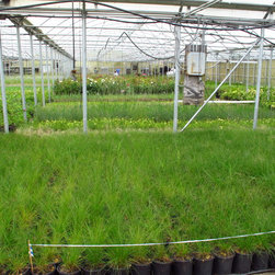 PLANT MATERIALS - Products