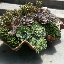 succulants