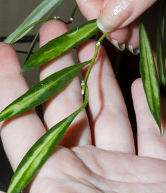 Variegated Hoya tsangii? | Houzz Forum
