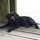 charles_linehan