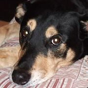 Colleen Carsner-Daviss billede