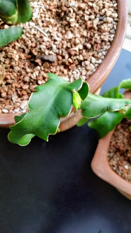 Epiphyllum Montrosa, Curly Locks